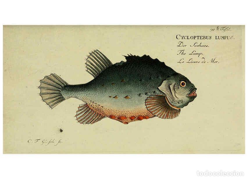 Collection Magazines and Newspapers: Reproducci&oacute;n/Reproduction 6033019206: D. Marcus Elieser Bloch's, aus&uuml;benden Arztes zu Berlin. Atlas.