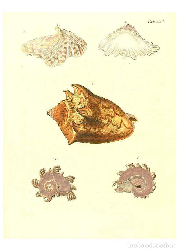 Collection Magazines and Newspapers: Reproducci&oacute;n/Reproduction 6032329514: Les delices des yeux et de l'esprit. v.1 ptie 1-3. [Nuremberg