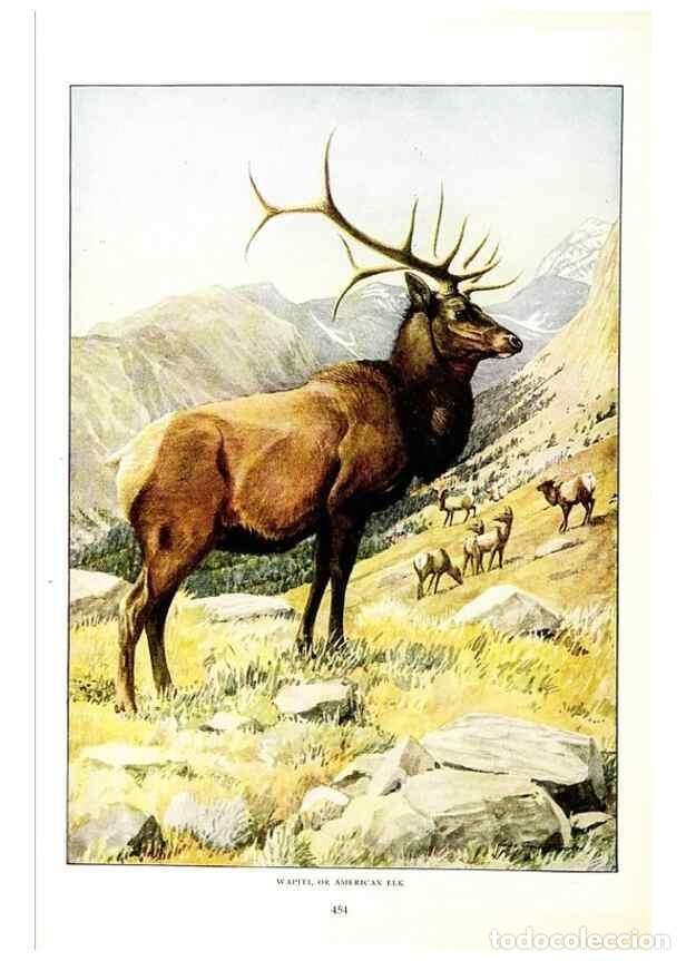 Collection Magazines and Newspapers: Reproducci&oacute;n/Reproduction 6871391120: The larger North American mammals.. Washington,National Geogra