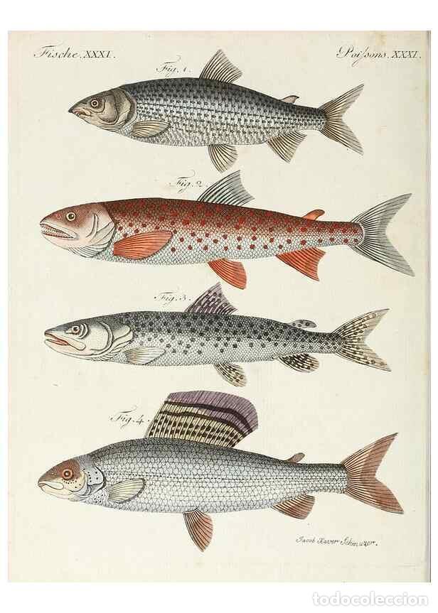 Collection Magazines and Newspapers: Reproducci&oacute;n/Reproduction 6856608092: Porte-feuille instructif et amusant pour la jeunesse :. &Agrave;vienn