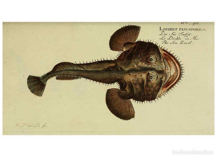 Collection Magazines and Newspapers: Reproducci&oacute;n/Reproduction 6032459513: D. Marcus Elieser Bloch's, aus&uuml;benden Arztes zu Berlin. Atlas.