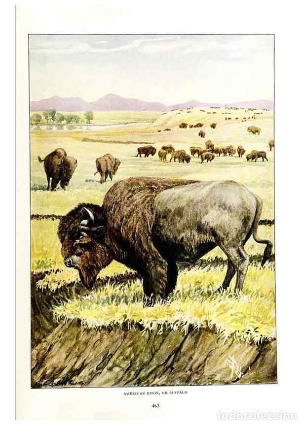 Collection Magazines and Newspapers: Reproducci&oacute;n/Reproduction 7017501795: The larger North American mammals.. Washington,National Geogra