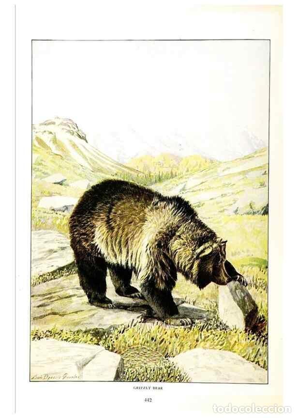 Collection Magazines and Newspapers: Reproducci&oacute;n/Reproduction 7017493491: The larger North American mammals.. Washington,National Geogra