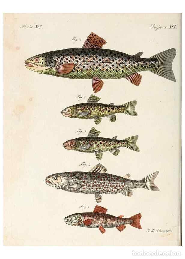 Collection Magazines and Newspapers: Reproducci&oacute;n/Reproduction 7002720189: Porte-feuille instructif et amusant pour la jeunesse :. &Agrave;vienn