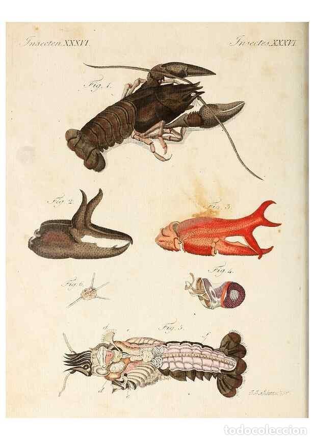 Collectionnisme de Revues et Journaux: Reproducci&oacute;n/Reproduction 7002729871: Porte-feuille instructif et amusant pour la jeunesse :. &Agrave;vienn