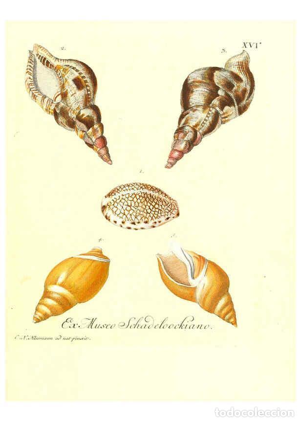 Collectionnisme de Revues et Journaux: Reproducci&oacute;n/Reproduction 6031775749: Les delices des yeux et de l'esprit. v.1 ptie 1-3. [Nuremberg