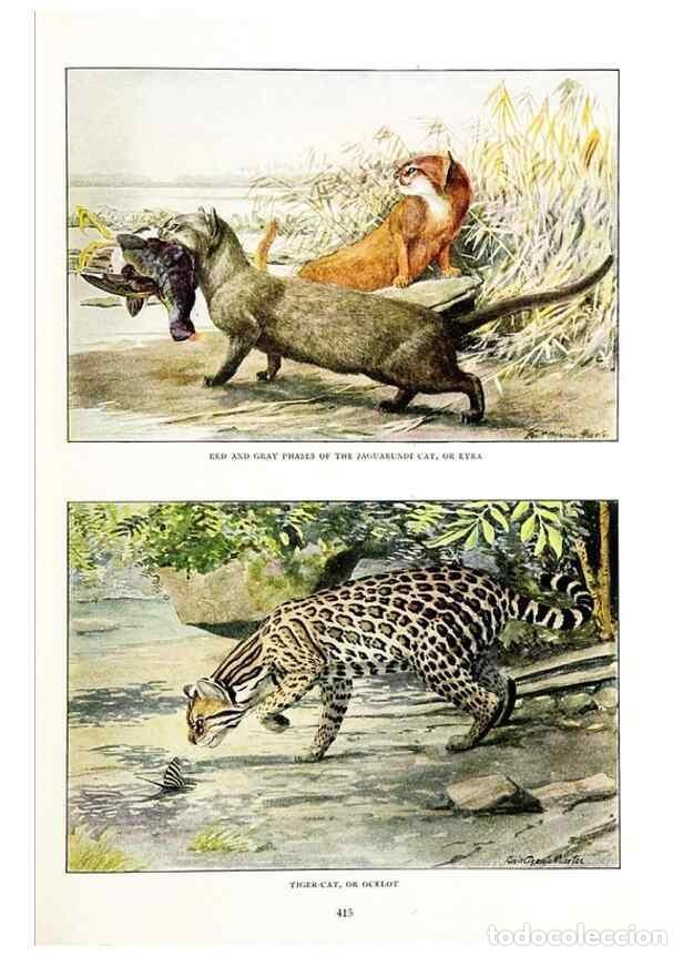 Collectionnisme de Revues et Journaux: Reproducci&oacute;n/Reproduction 6871375366: The larger North American mammals.. Washington,National Geogra