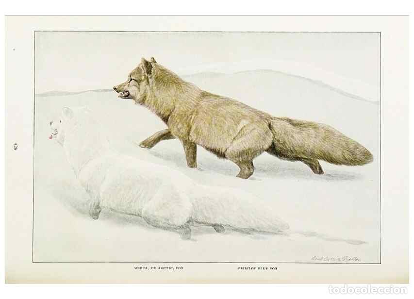 Collectionnisme de Revues et Journaux: Reproducci&oacute;n/Reproduction 6871378566: The larger North American mammals.. Washington,National Geogra