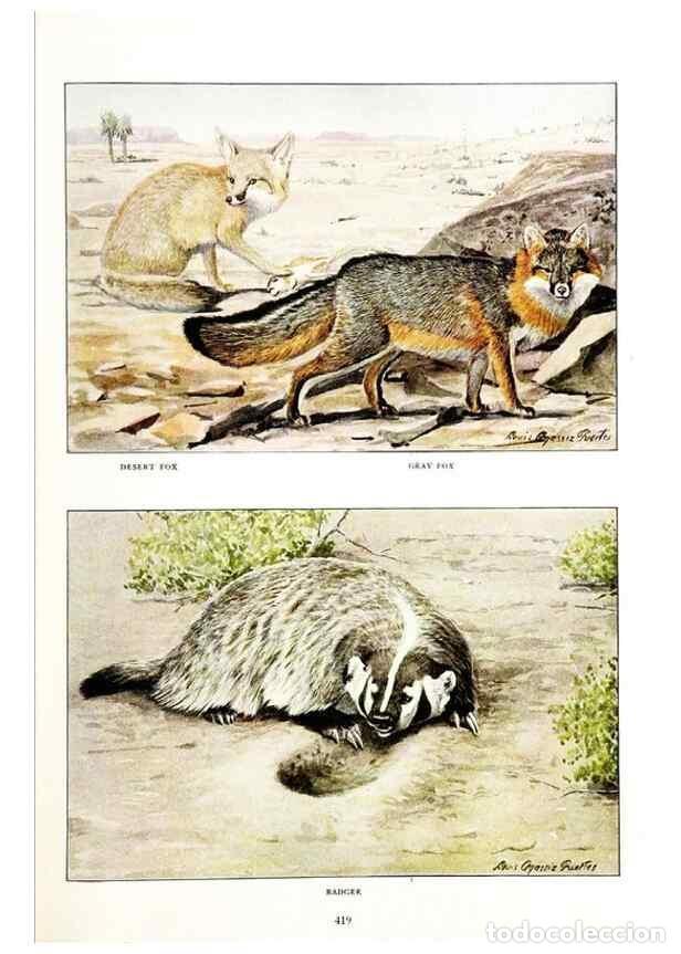 Collectionnisme de Revues et Journaux: Reproducci&oacute;n/Reproduction 6871376716: The larger North American mammals.. Washington,National Geogra