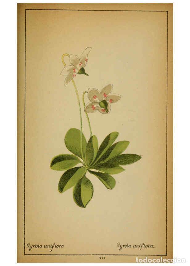 Collectionnisme de Revues et Journaux: Reproducci&oacute;n/Reproduction 6031672993: Choix de plantes de l'Europe centrale et particuli&egrave;rement de l