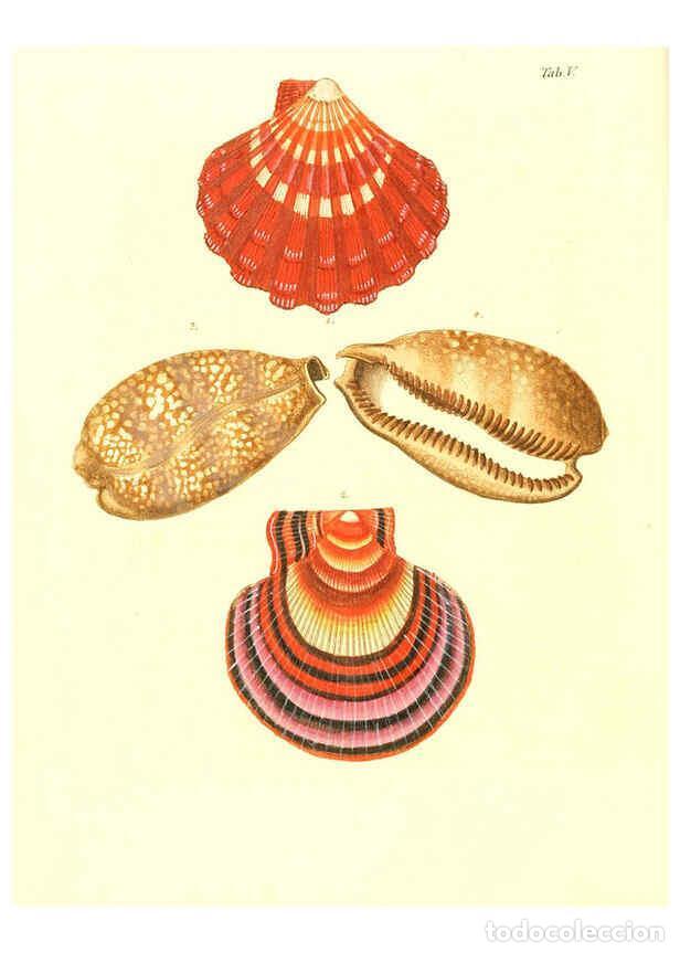 Collectionnisme de Revues et Journaux: Reproducci&oacute;n/Reproduction 6032325836: Les delices des yeux et de l'esprit. v.1 ptie 1-3. [Nuremberg