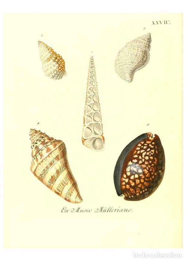 Collectionnisme de Revues et Journaux: Reproducci&oacute;n/Reproduction 6032336988: Les delices des yeux et de l'esprit. v.1 ptie 1-3. [Nuremberg