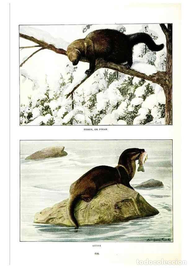 Collectionnisme de Revues et Journaux: Reproducci&oacute;n/Reproduction 7017495103: The larger North American mammals.. Washington,National Geogra