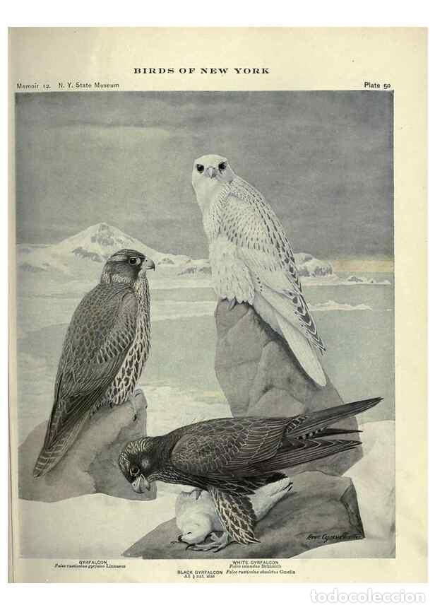 Collectionnisme de Revues et Journaux: Reproducci&oacute;n/Reproduction 6901484856: Birds of New York /. Albany :University of the State of New Yo