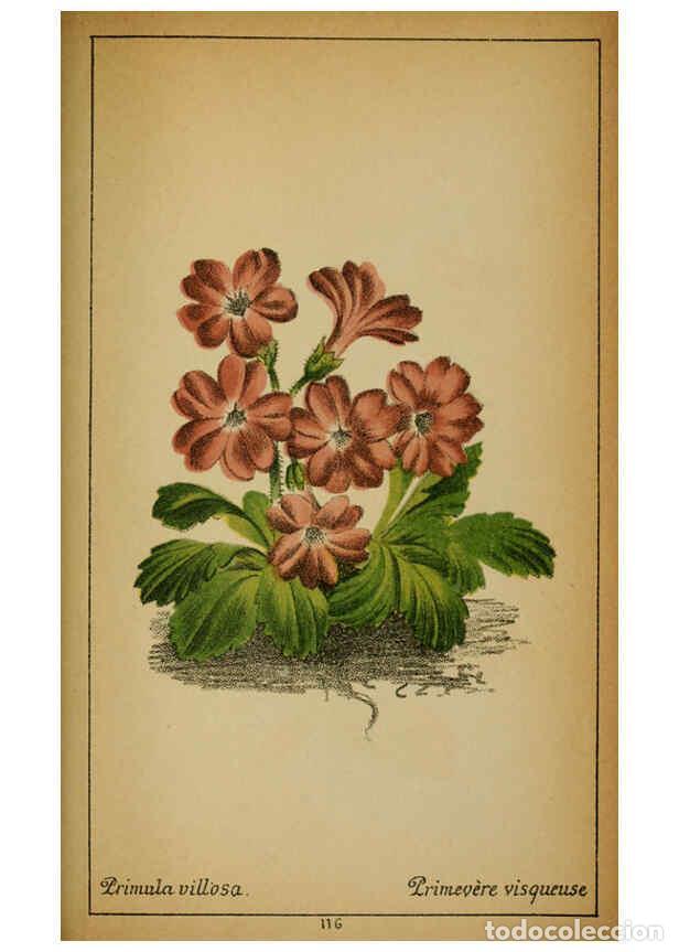 Collectionnisme de Revues et Journaux: Reproducci&oacute;n/Reproduction 6031673983: Choix de plantes de l'Europe centrale et particuli&egrave;rement de l