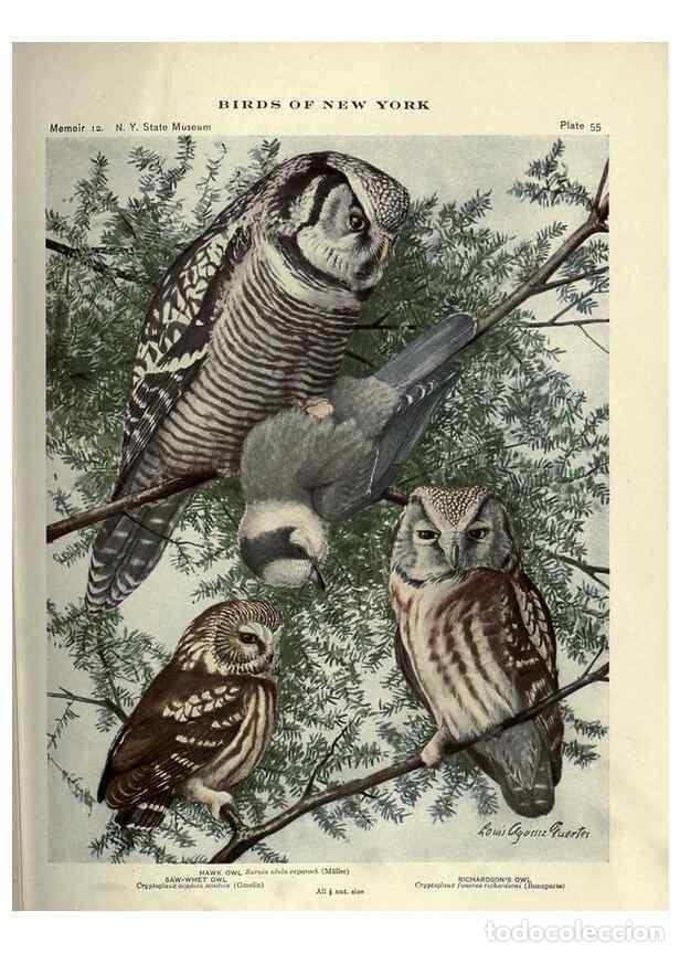 Collectionnisme de Revues et Journaux: Reproducci&oacute;n/Reproduction 6901486186: Birds of New York /. Albany :University of the State of New Yo