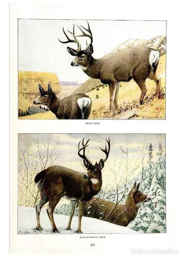 Collectionnisme de Revues et Journaux: Reproducci&oacute;n/Reproduction 7017498703: The larger North American mammals.. Washington,National Geogra