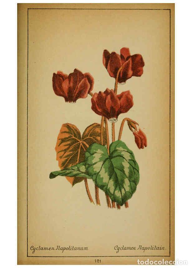 Coleccionismo de Revistas y Peri&oacute;dicos: Reproducci&oacute;n/Reproduction 6031675197: Choix de plantes de l'Europe centrale et particuli&egrave;rement de l