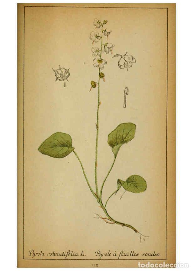 Coleccionismo de Revistas y Peri&oacute;dicos: Reproducci&oacute;n/Reproduction 6031673179: Choix de plantes de l'Europe centrale et particuli&egrave;rement de l