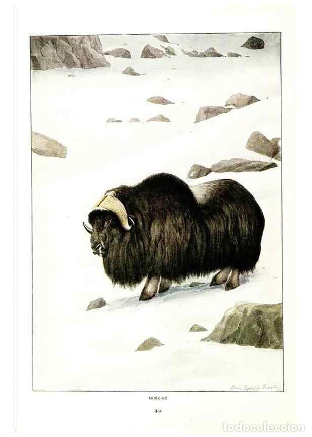 Coleccionismo de Revistas y Peri&oacute;dicos: Reproducci&oacute;n/Reproduction 7017502471: The larger North American mammals.. Washington,National Geogra