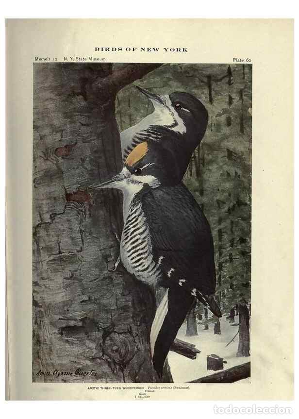 Coleccionismo de Revistas y Peri&oacute;dicos: Reproducci&oacute;n/Reproduction 6901487390: Birds of New York /. Albany :University of the State of New Yo