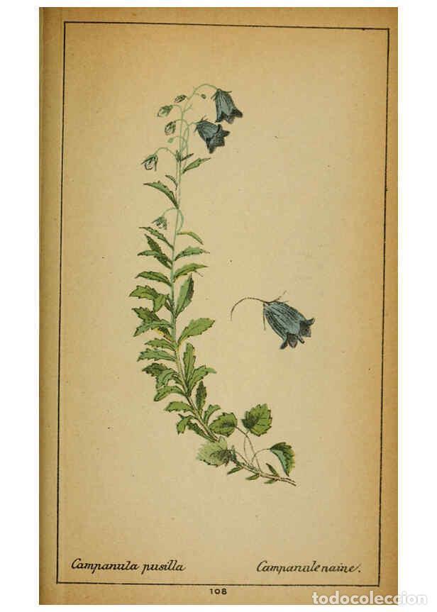 Coleccionismo de Revistas y Peri&oacute;dicos: Reproducci&oacute;n/Reproduction 6031672359: Choix de plantes de l'Europe centrale et particuli&egrave;rement de l