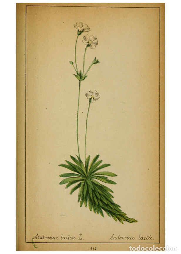 Coleccionismo de Revistas y Peri&oacute;dicos: Reproducci&oacute;n/Reproduction 6032232578: Choix de plantes de l'Europe centrale et particuli&egrave;rement de l