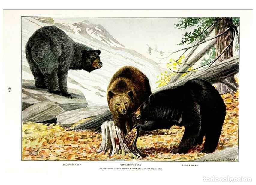 Coleccionismo de Revistas y Peri&oacute;dicos: Reproducci&oacute;n/Reproduction 7017492739: The larger North American mammals.. Washington,National Geogra