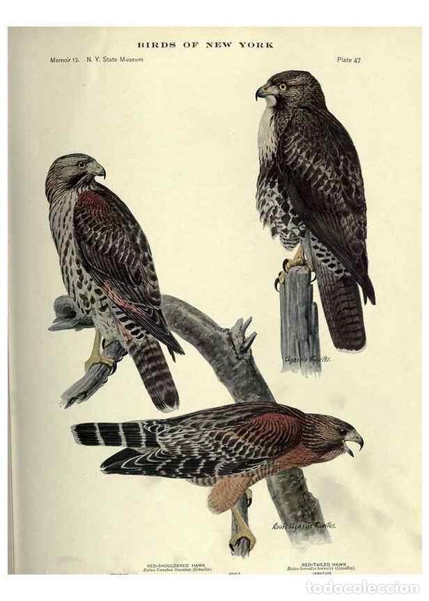 Coleccionismo de Revistas y Peri&oacute;dicos: Reproducci&oacute;n/Reproduction 7047580729: Birds of New York /. Albany :University of the State of New Yo