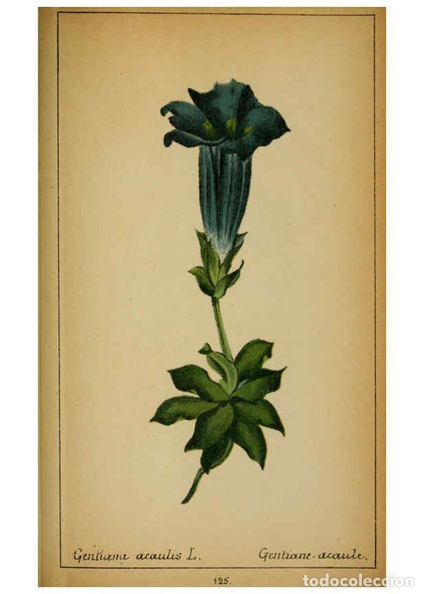 Coleccionismo de Revistas y Peri&oacute;dicos: Reproducci&oacute;n/Reproduction 6031675985: Choix de plantes de l'Europe centrale et particuli&egrave;rement de l