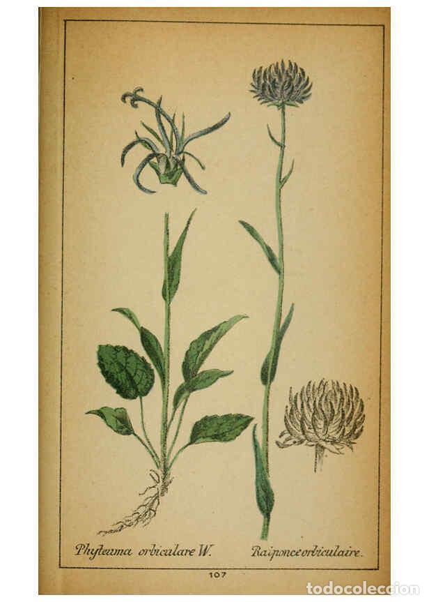 Coleccionismo de Revistas y Peri&oacute;dicos: Reproducci&oacute;n/Reproduction 6031672091: Choix de plantes de l'Europe centrale et particuli&egrave;rement de l