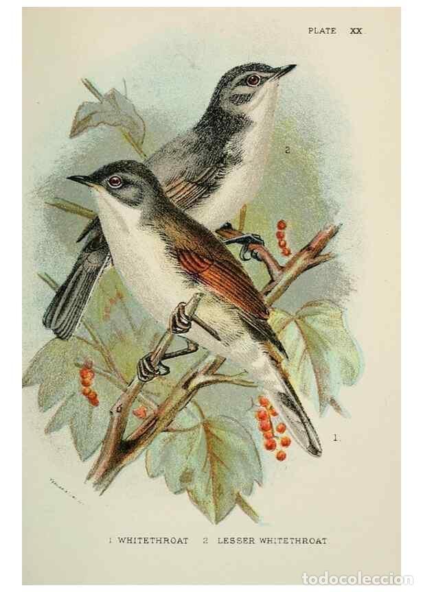 Coleccionismo de Revistas y Peri&oacute;dicos: Reproducci&oacute;n/Reproduction 7044758239: A hand-book to the birds of Great Britain.. London,E. Lloyd, L