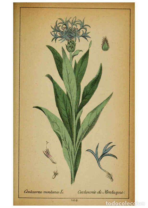 Coleccionismo de Revistas y Peri&oacute;dicos: Reproducci&oacute;n/Reproduction 6031671097: Choix de plantes de l'Europe centrale et particuli&egrave;rement de l