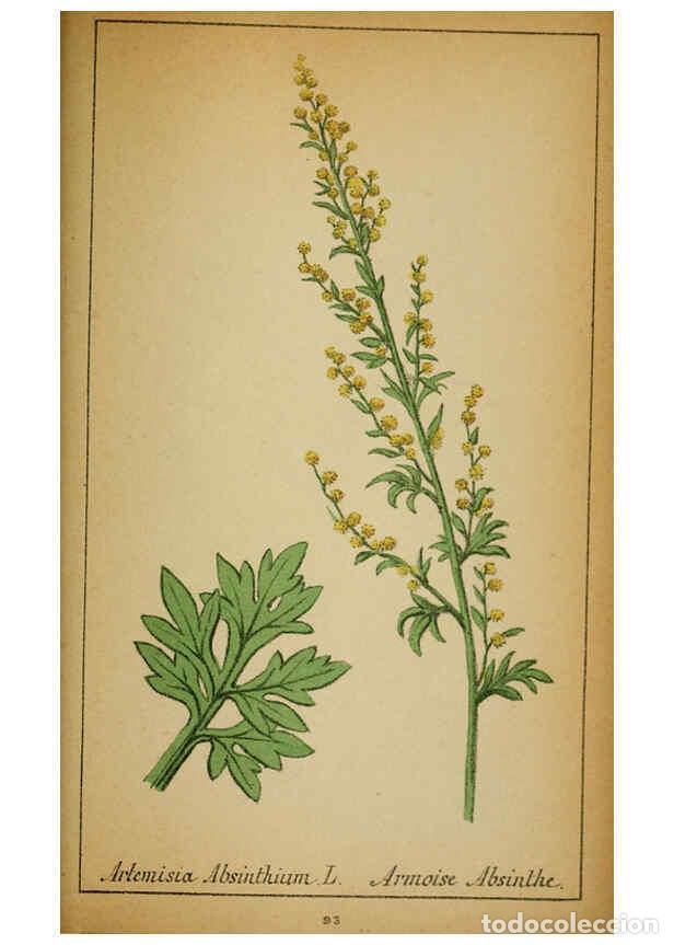 Coleccionismo de Revistas y Peri&oacute;dicos: Reproducci&oacute;n/Reproduction 6031669249: Choix de plantes de l'Europe centrale et particuli&egrave;rement de l