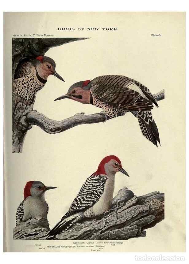 Coleccionismo de Revistas y Peri&oacute;dicos: Reproducci&oacute;n/Reproduction 6901488288: Birds of New York /. Albany :University of the State of New Yo