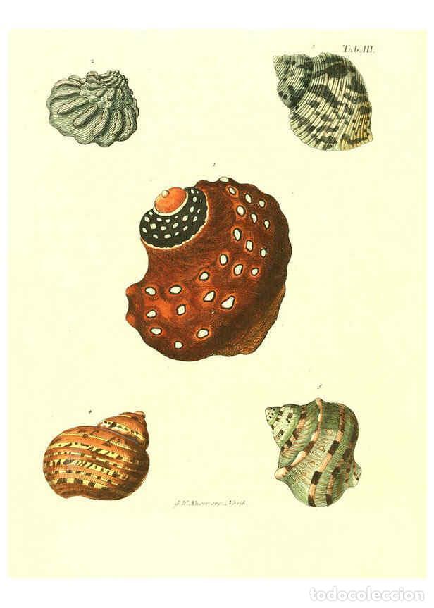 Coleccionismo de Revistas y Peri&oacute;dicos: Reproducci&oacute;n/Reproduction 6032325480: Les delices des yeux et de l'esprit. v.1 ptie 1-3. [Nuremberg