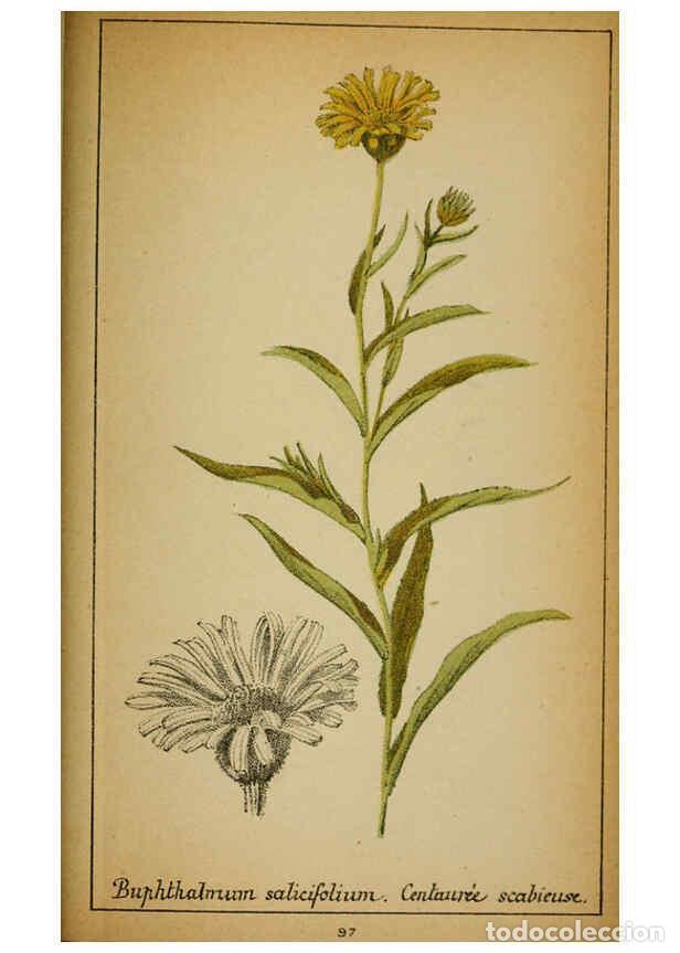 Coleccionismo de Revistas y Peri&oacute;dicos: Reproducci&oacute;n/Reproduction 6031670121: Choix de plantes de l'Europe centrale et particuli&egrave;rement de l