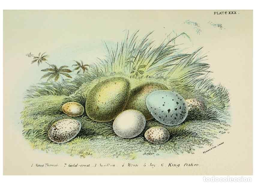 Coleccionismo de Revistas y Peri&oacute;dicos: Reproducci&oacute;n/Reproduction 6898670252: A hand-book to the birds of Great Britain.. London,E. Lloyd, L