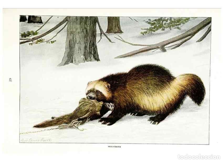 Coleccionismo de Revistas y Peri&oacute;dicos: Reproducci&oacute;n/Reproduction 7017486249: The larger North American mammals.. Washington,National Geogra