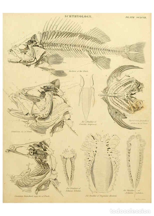 Coleccionismo de Revistas y Peri&oacute;dicos: Reproducci&oacute;n/Reproduction 6031716031: An introduction to the natural history of fishes Edinburgh :Ad