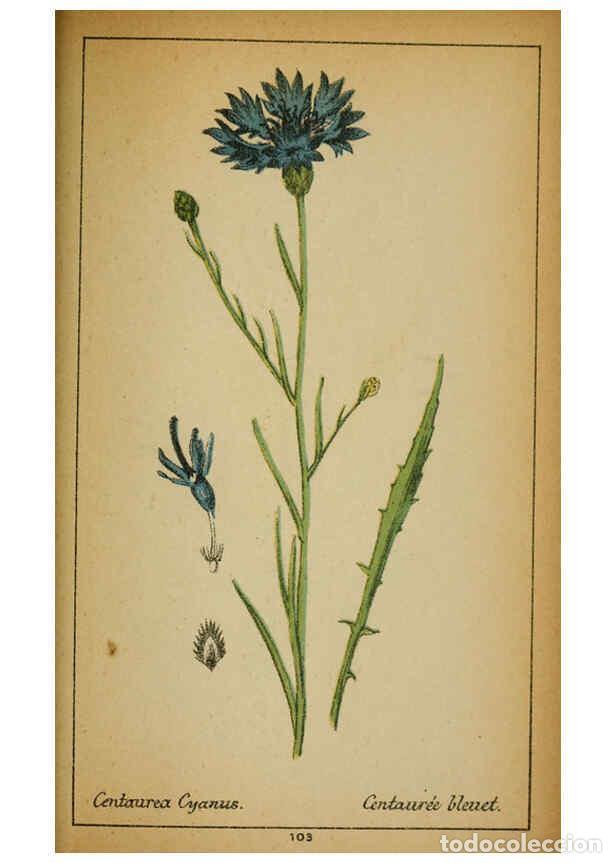 Coleccionismo de Revistas y Peri&oacute;dicos: Reproducci&oacute;n/Reproduction 6032229720: Choix de plantes de l'Europe centrale et particuli&egrave;rement de l