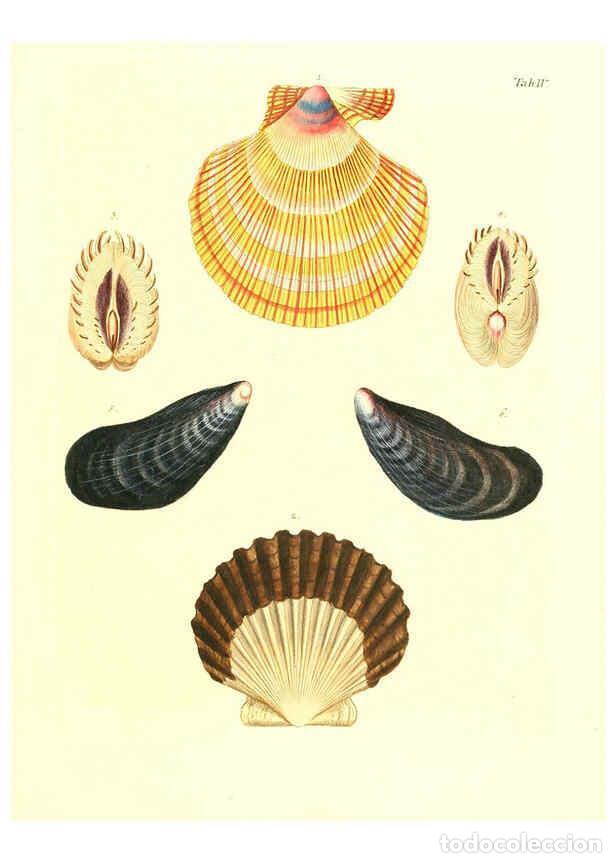 Coleccionismo de Revistas y Peri&oacute;dicos: Reproducci&oacute;n/Reproduction 6031767045: Les delices des yeux et de l'esprit. v.1 ptie 1-3. [Nuremberg