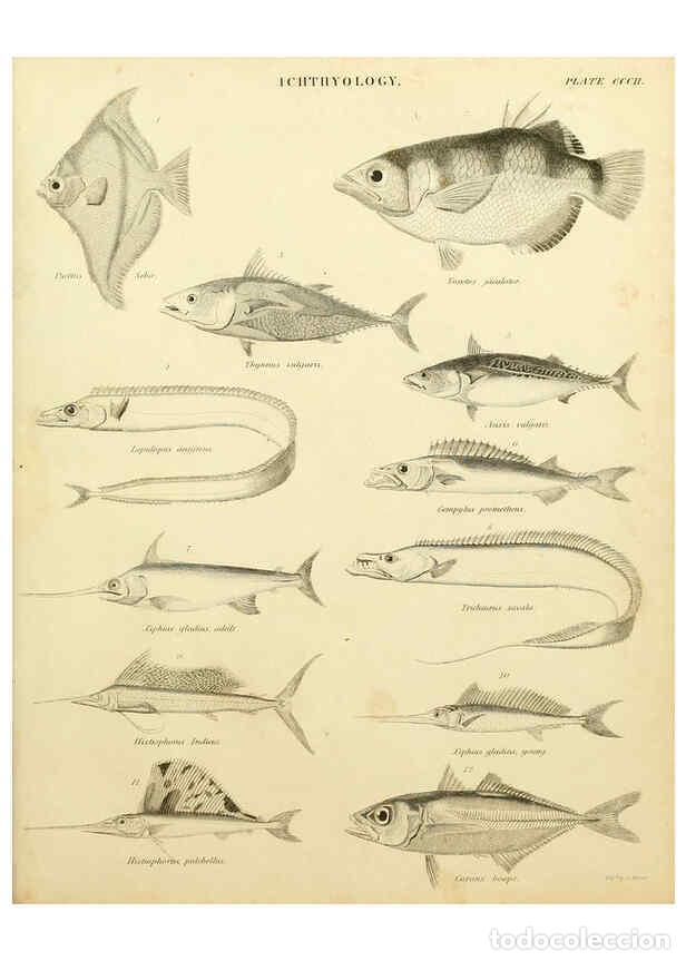 Coleccionismo de Revistas y Peri&oacute;dicos: Reproducci&oacute;n/Reproduction 6032275482: An introduction to the natural history of fishes Edinburgh :Ad