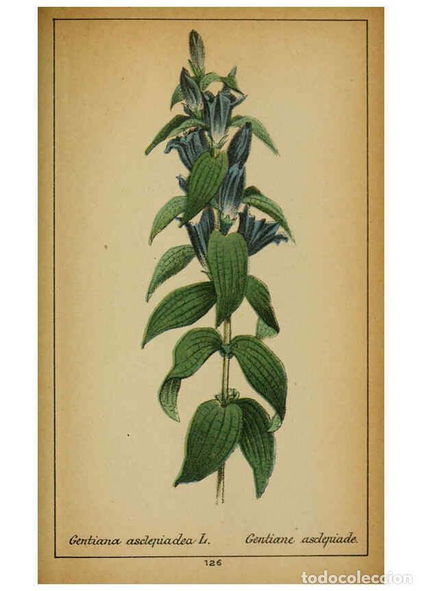 Coleccionismo de Revistas y Peri&oacute;dicos: Reproducci&oacute;n/Reproduction 6032234602: Choix de plantes de l'Europe centrale et particuli&egrave;rement de l