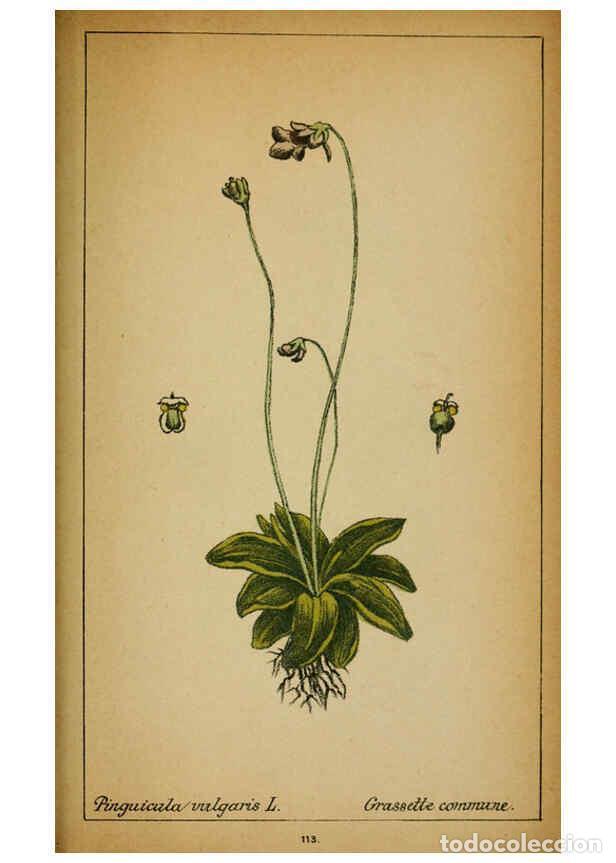 Coleccionismo de Revistas y Peri&oacute;dicos: Reproducci&oacute;n/Reproduction 6032231730: Choix de plantes de l'Europe centrale et particuli&egrave;rement de l