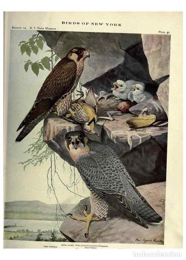 Coleccionismo de Revistas y Peri&oacute;dicos: Reproducci&oacute;n/Reproduction 7047582039: Birds of New York /. Albany :University of the State of New Yo
