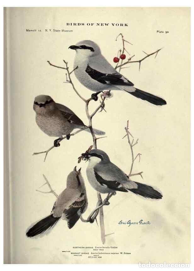 Coleccionismo de Revistas y Peri&oacute;dicos: Reproducci&oacute;n/Reproduction 6901494854: Birds of New York /. Albany :University of the State of New Yo