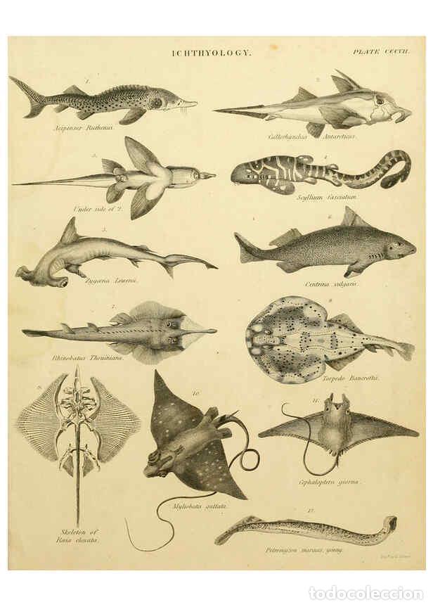 Coleccionismo de Revistas y Peri&oacute;dicos: Reproducci&oacute;n/Reproduction 6031717693: An introduction to the natural history of fishes Edinburgh :Ad