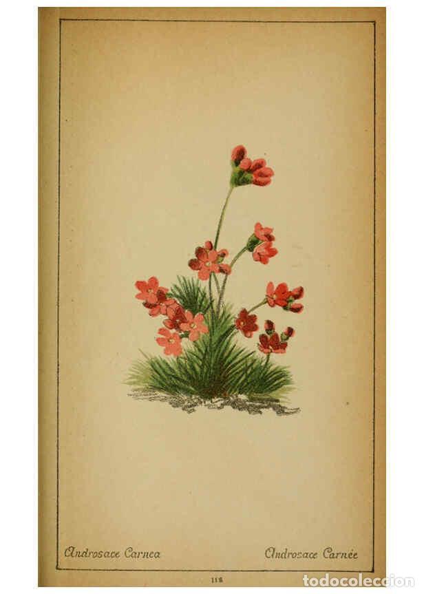 Coleccionismo de Revistas y Peri&oacute;dicos: Reproducci&oacute;n/Reproduction 6032232762: Choix de plantes de l'Europe centrale et particuli&egrave;rement de l