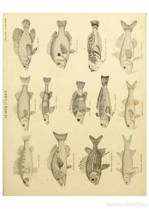 Coleccionismo de Revistas y Peri&oacute;dicos: Reproducci&oacute;n/Reproduction 6032274830: An introduction to the natural history of fishes Edinburgh :Ad